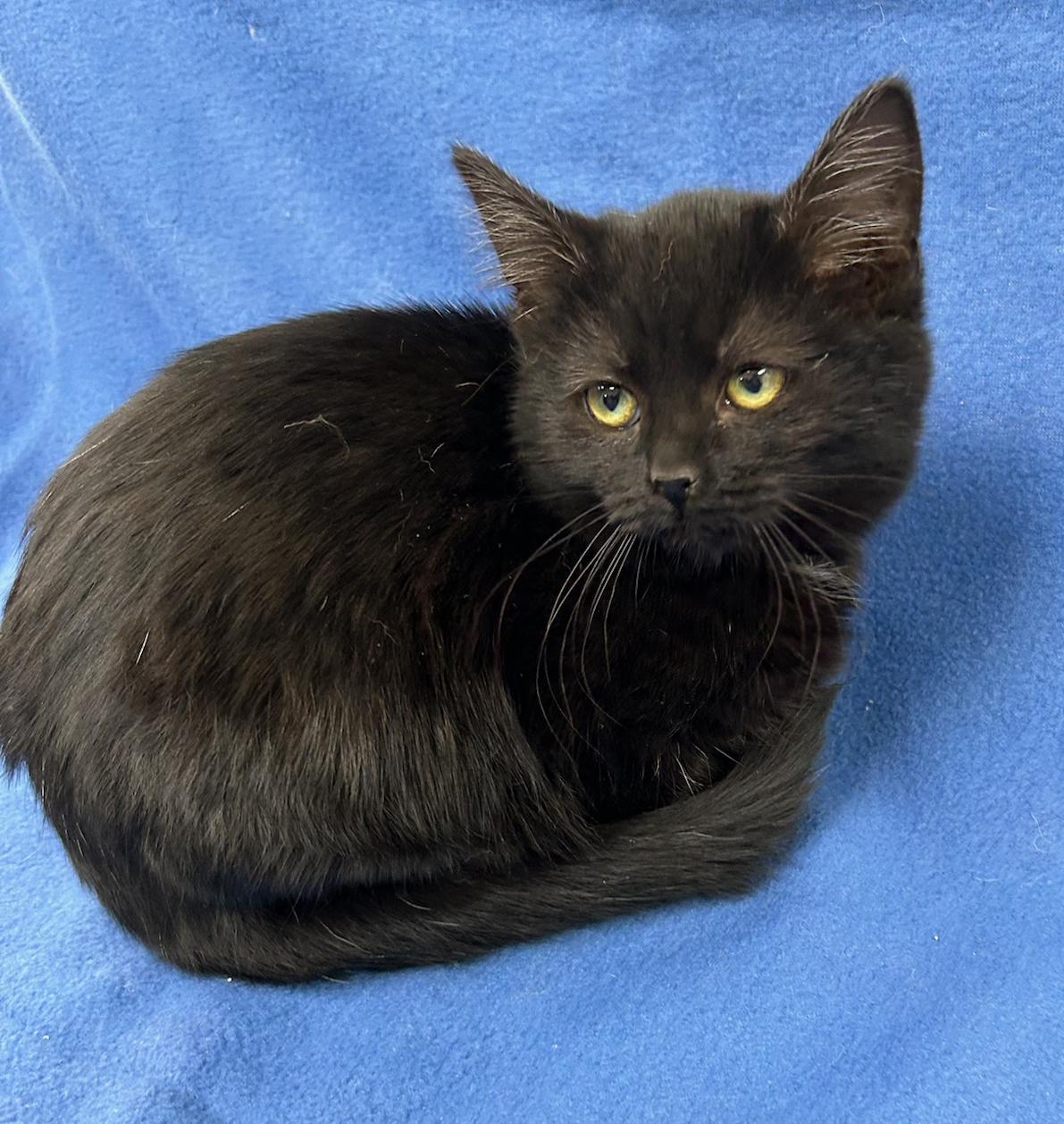 Louise (Bonded w/Thelma), a Adoptable Domestic Short Hair in Neillsville, WI image 3/5