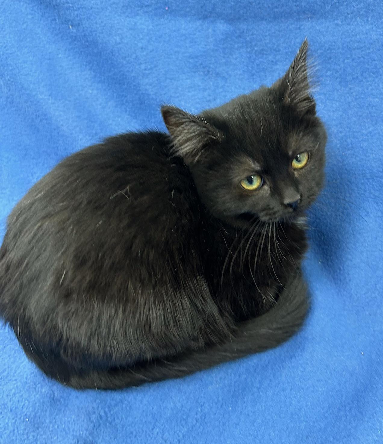 Louise (Bonded w/Thelma), a Adoptable Domestic Short Hair in Neillsville, WI image 4/5