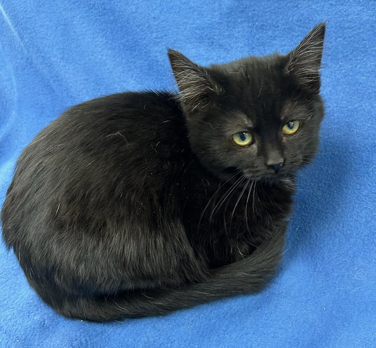 Louise (Bonded w/Thelma), Adoptable, Kitten Female Domestic Short Hair.