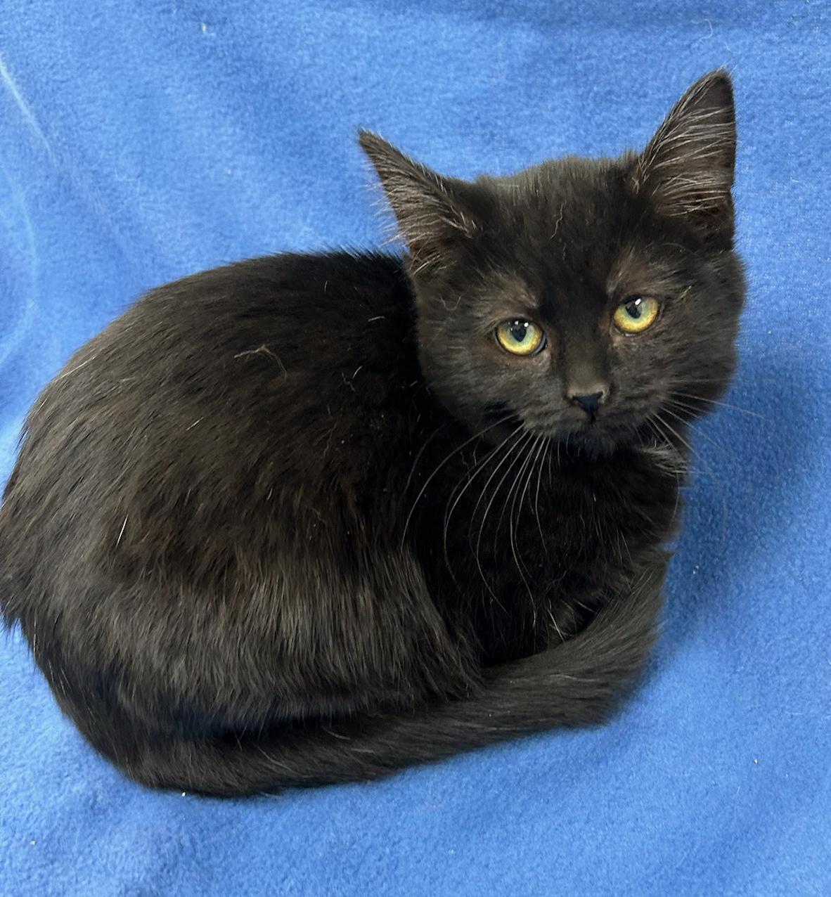 Louise (Bonded w/Thelma), a Adoptable Domestic Short Hair in Neillsville, WI image 2/5