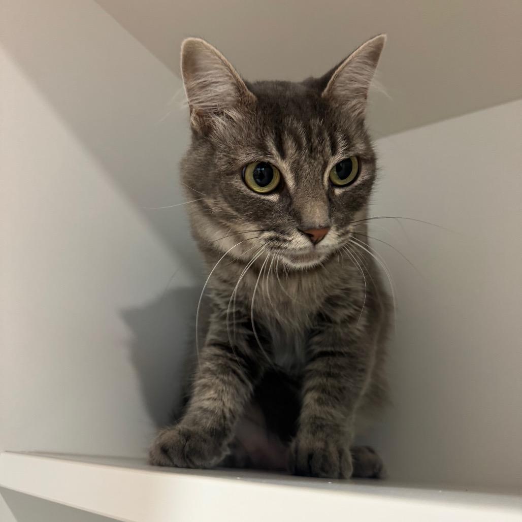 Melina, Adoptable, Young Female Domestic Short Hair.