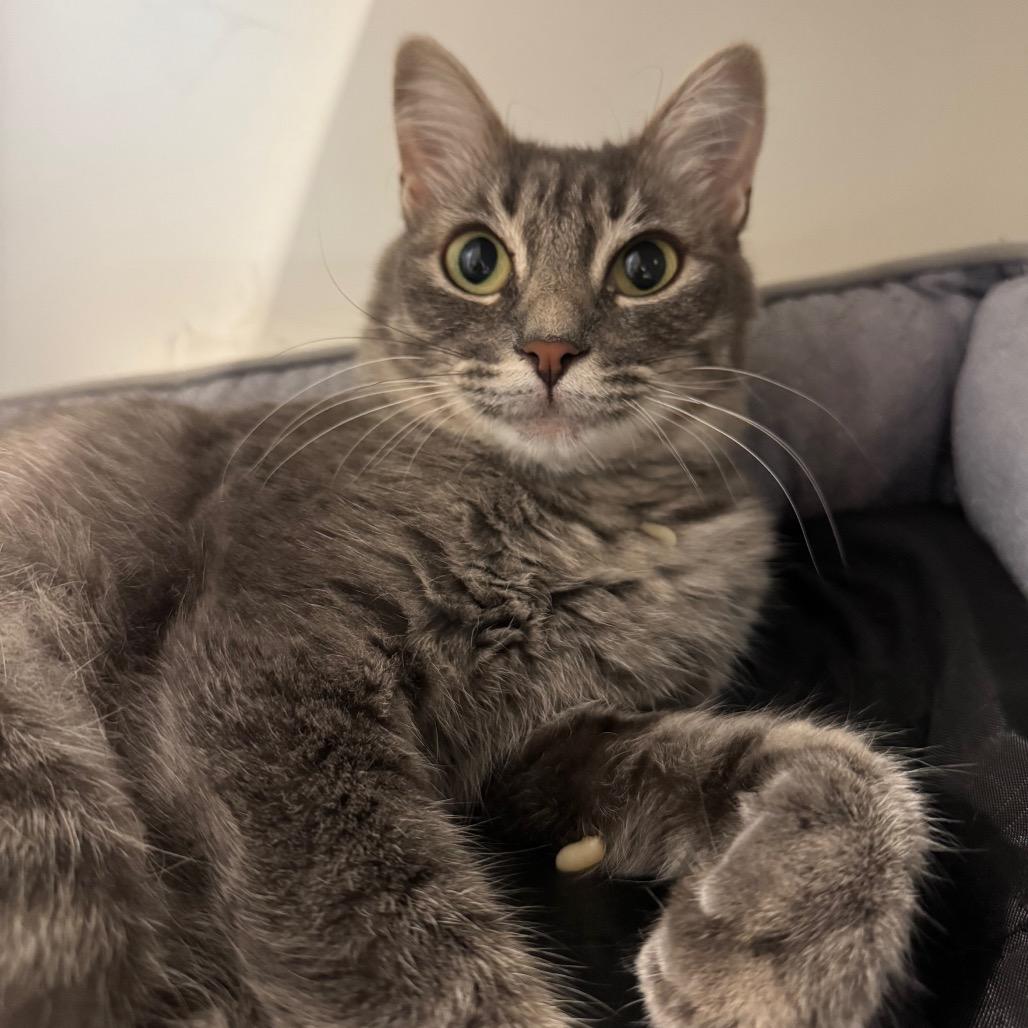 Enlarge Melina, a Adoptable Domestic Short Hair in Buellton, CA image 2/2
