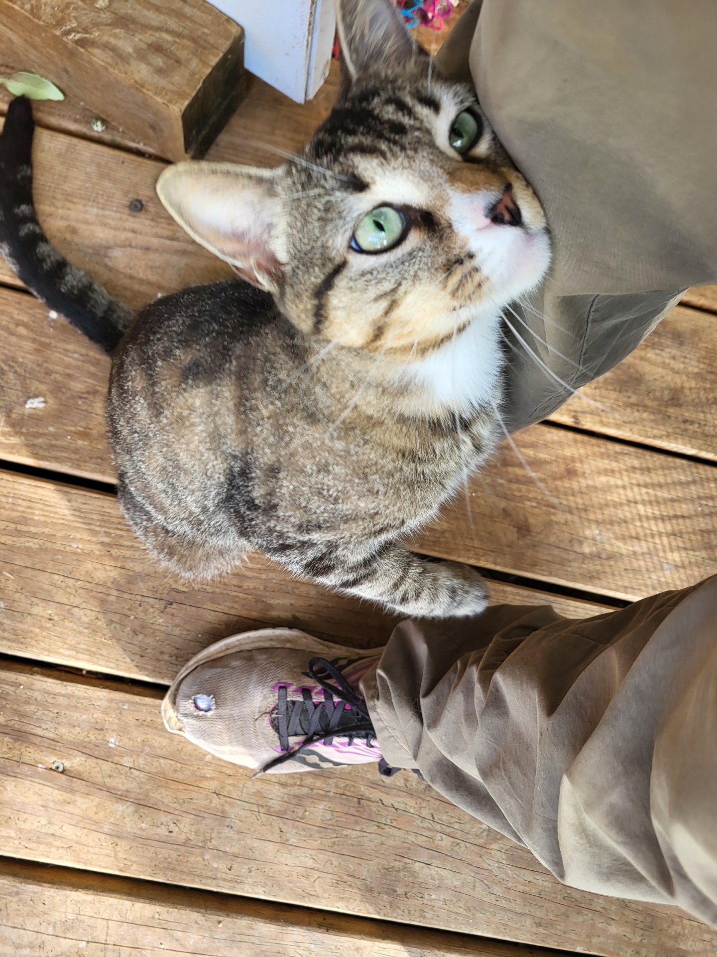 Cat for adoption Eclipse, a Domestic Short Hair Mix in Hartford, CT