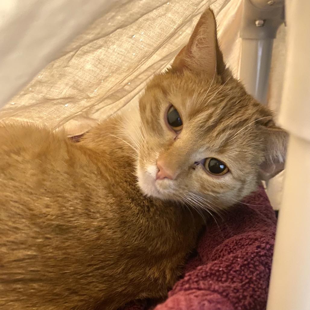 Enlarge Guess Who, a Adoptable Domestic Short Hair in Hopkinton, MA image 1/1