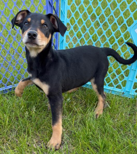 Stevie, ADOPTABLE, Puppy Male Mixed Breed.