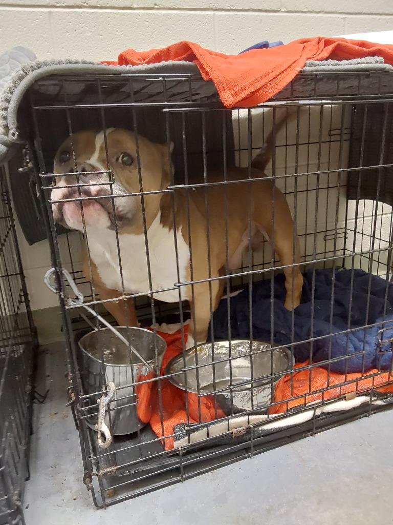 2025-12-077 *Herald*, Adopted, Adult Male Pit Bull Terrier.