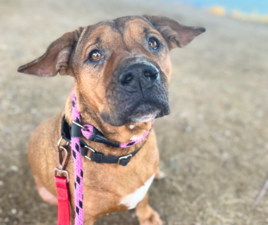 QUAN*, Adoptable, Adult Female Shar-Pei & Mixed Breed.