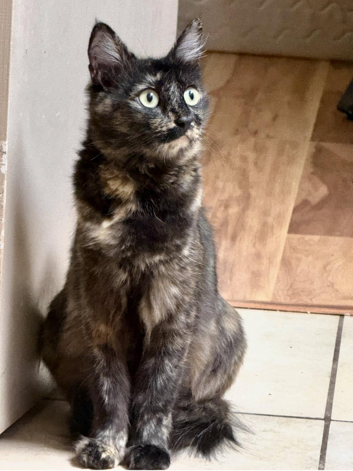 Cali (Text or Call Maia (Maya) for more information), a ADOPTABLE Tortoiseshell in Sedona, AZ image 2/4