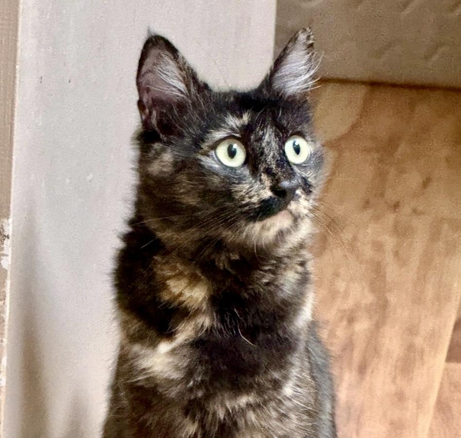 Cali (Text or Call Maia (Maya) for more information), ADOPTABLE, Adult Female Tortoiseshell.