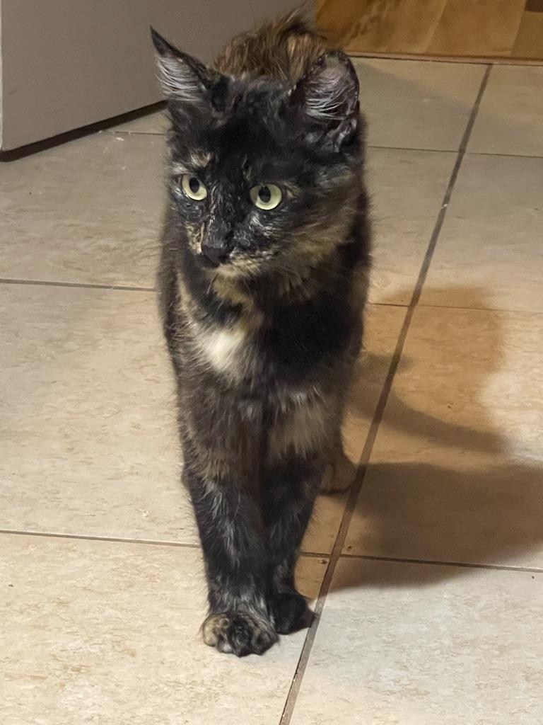 Cali (Text or Call Maia (Maya) for more information), a ADOPTABLE Tortoiseshell in Sedona, AZ image 4/4