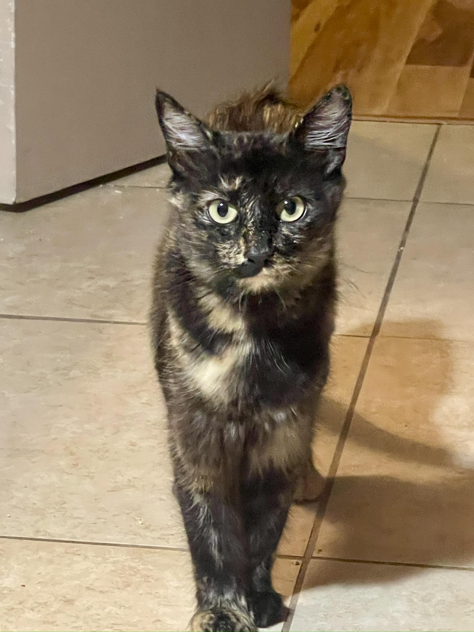 Cali (Text or Call Maia (Maya) for more information), a ADOPTABLE Tortoiseshell in Sedona, AZ image 3/4