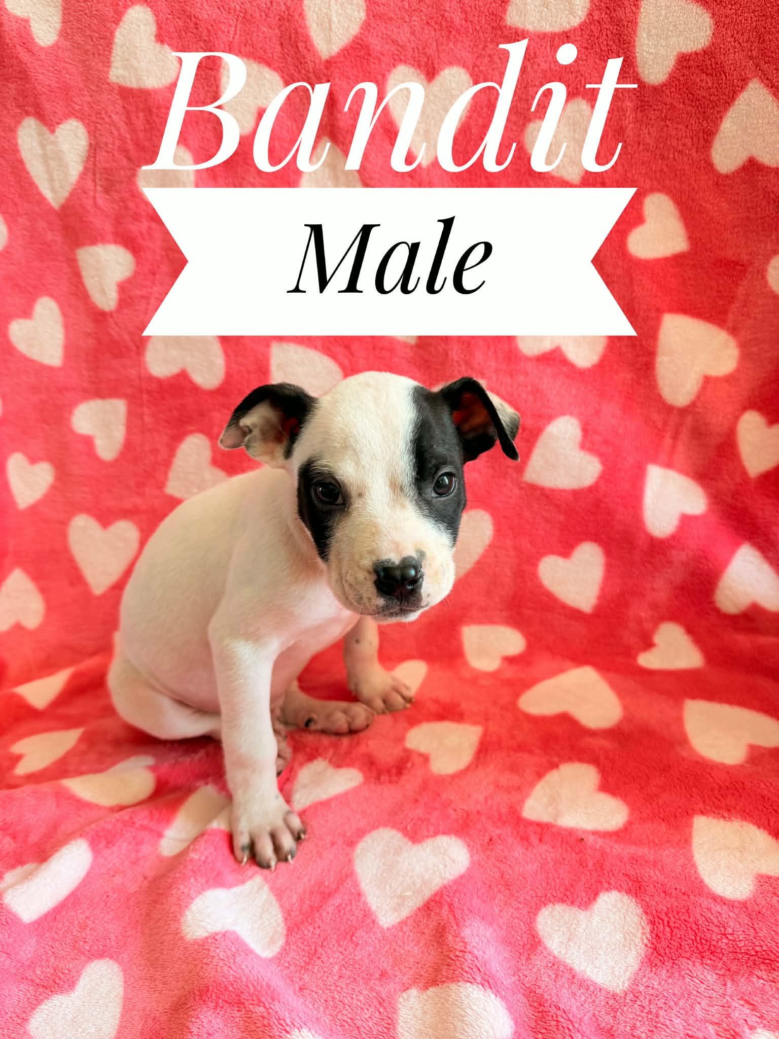 Bandit, Adoptable, Puppy Male Brittany Spaniel & American Bulldog.
