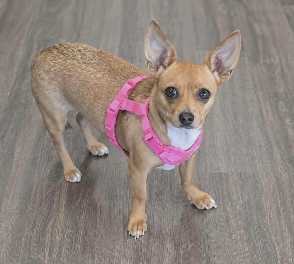 Rosarita, Adoptable, Adult Female Chihuahua.
