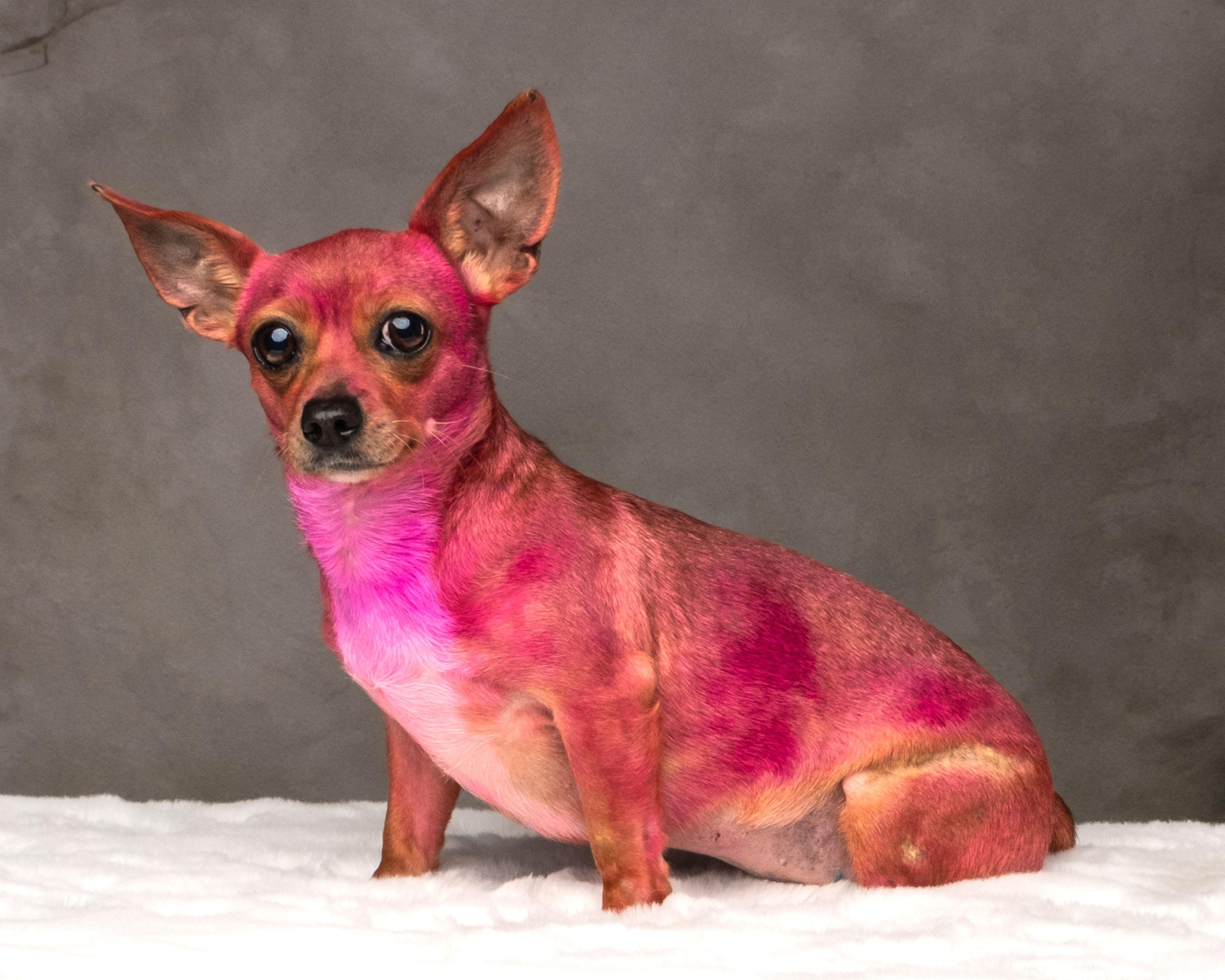 Enlarge Rosarita Pinky , a Adoptable mixed breed in Aiken, SC image 3/4