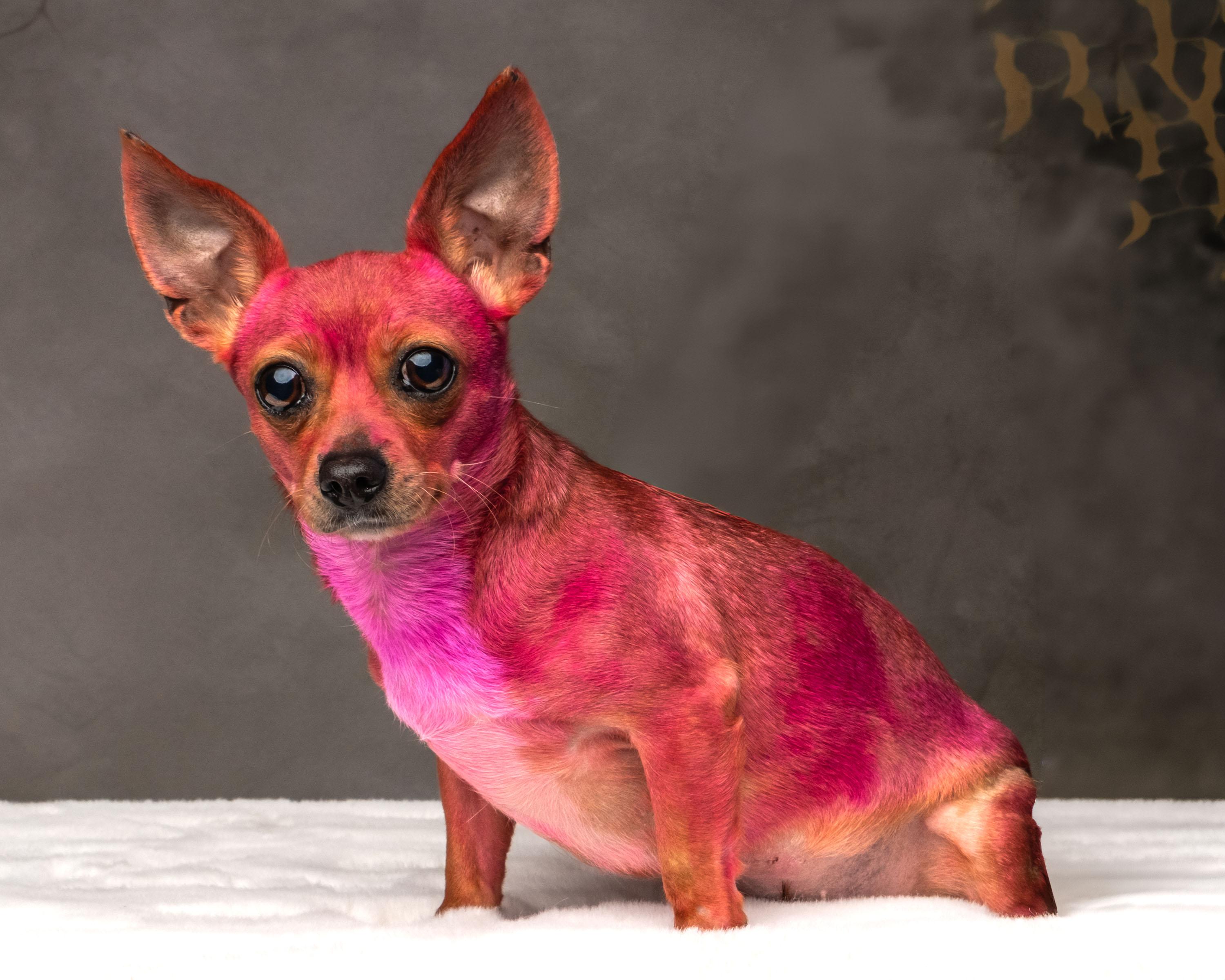 Enlarge Rosarita Pinky , a Adoptable mixed breed in Aiken, SC image 2/4