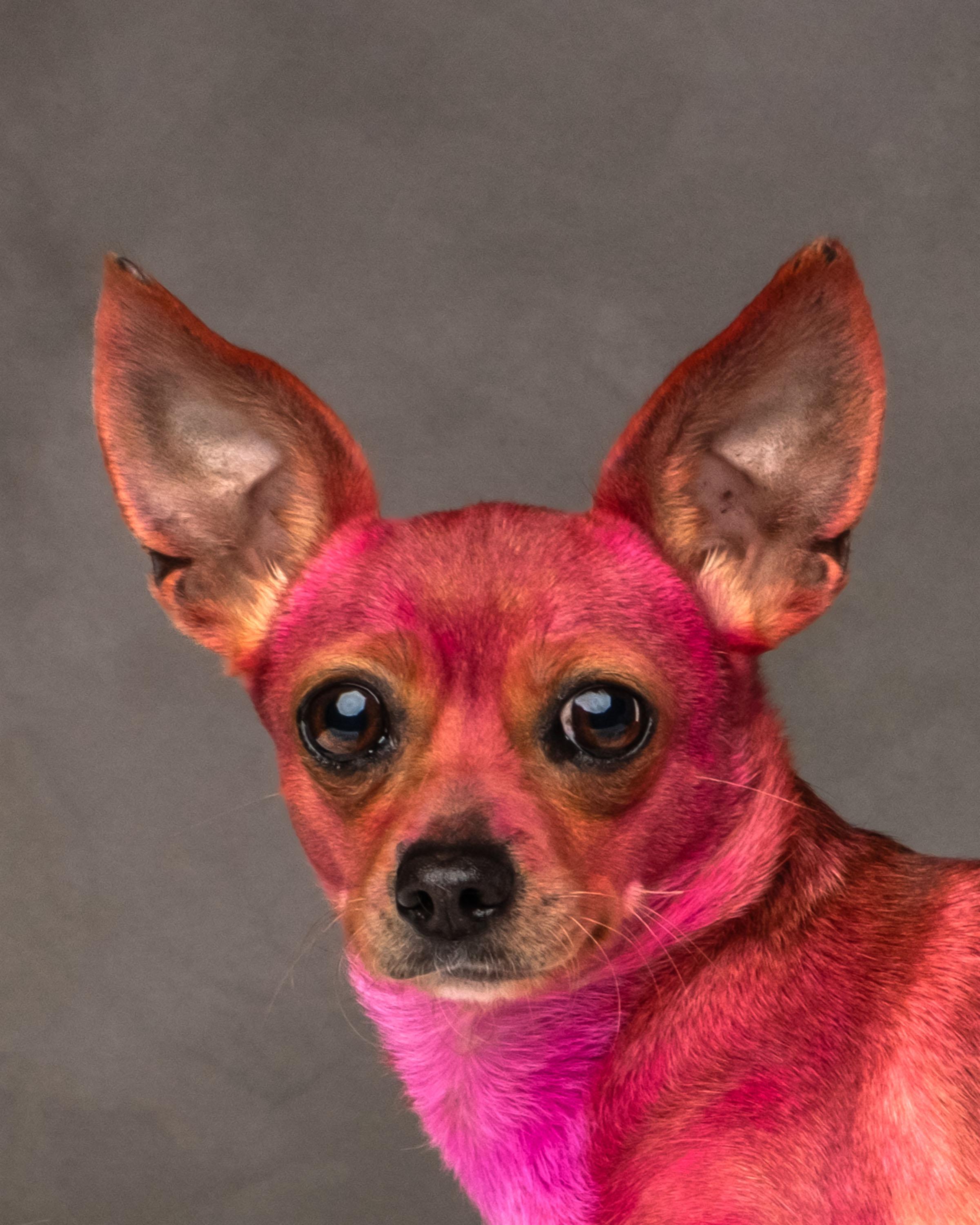 Rosarita Pinky , Adoptable, Adult Female Chihuahua.