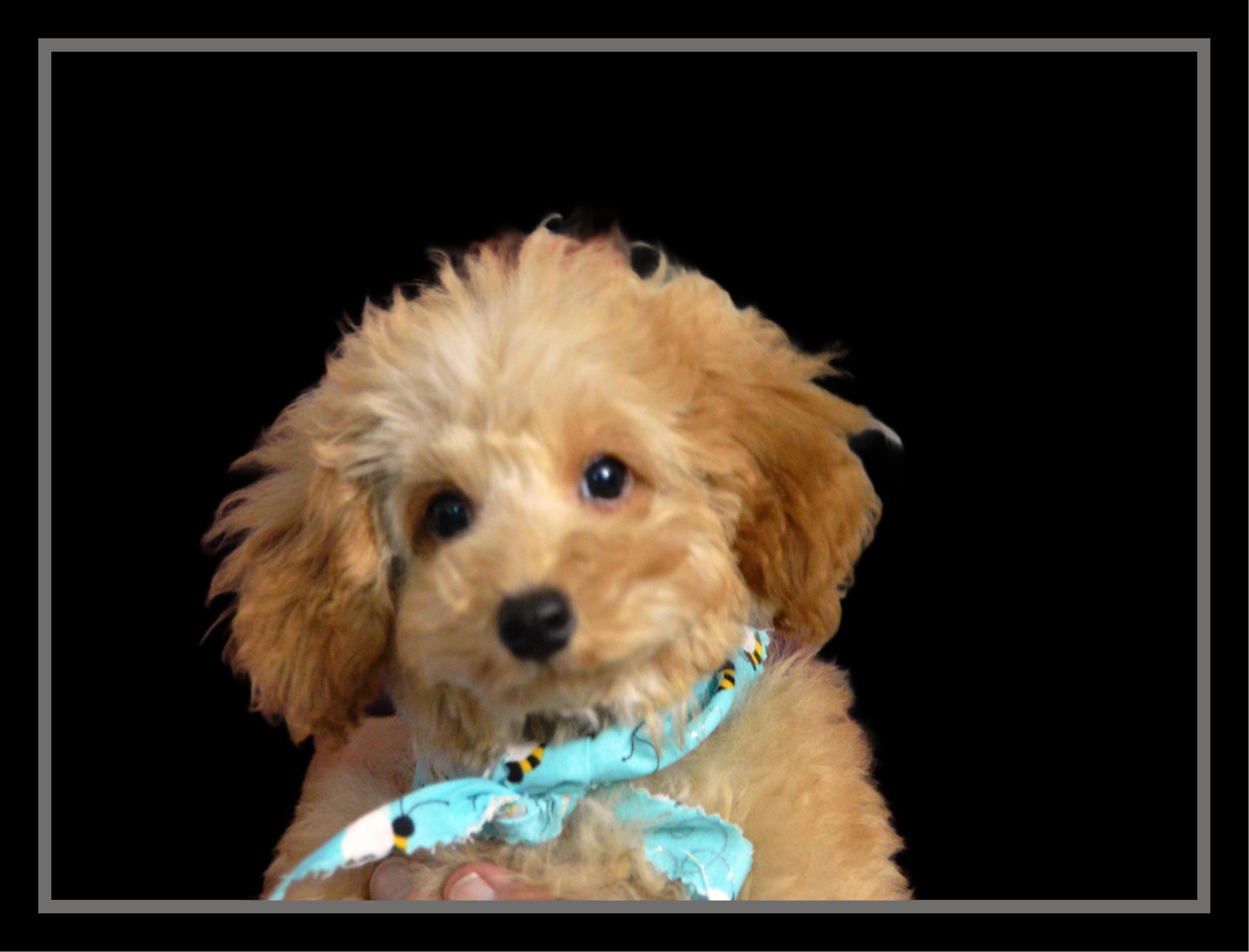 Curly, Adoptable, Puppy Male Yorkie Poo.