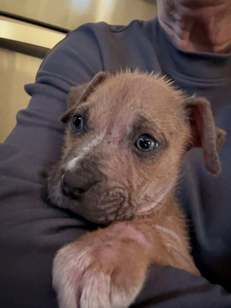 Mitzi, a ADOPTABLE Mixed Breed in Memphis, TN image 3/5