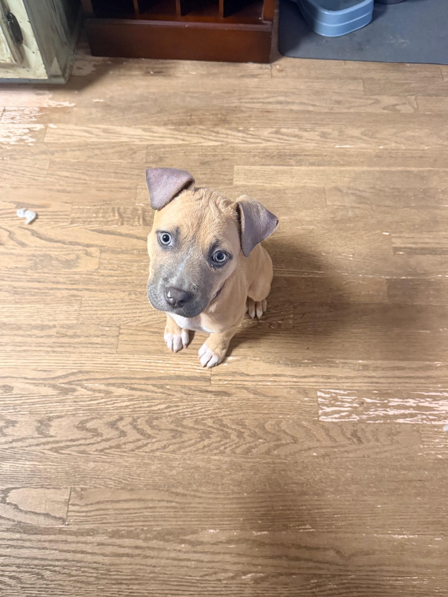 Enlarge Mitzi, a ADOPTABLE Mixed Breed in Memphis, TN image 2/6