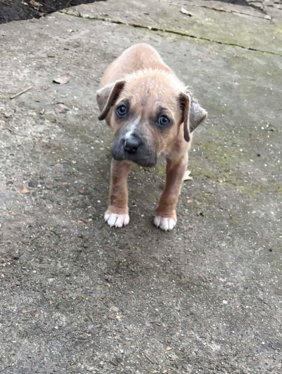 Mitzi, a ADOPTABLE Mixed Breed in Memphis, TN image 2/5