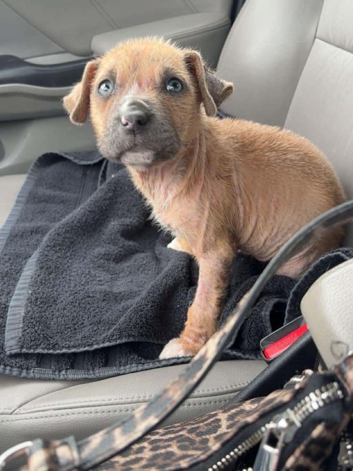 Mitzi, ADOPTABLE, Puppy Female Mixed Breed.