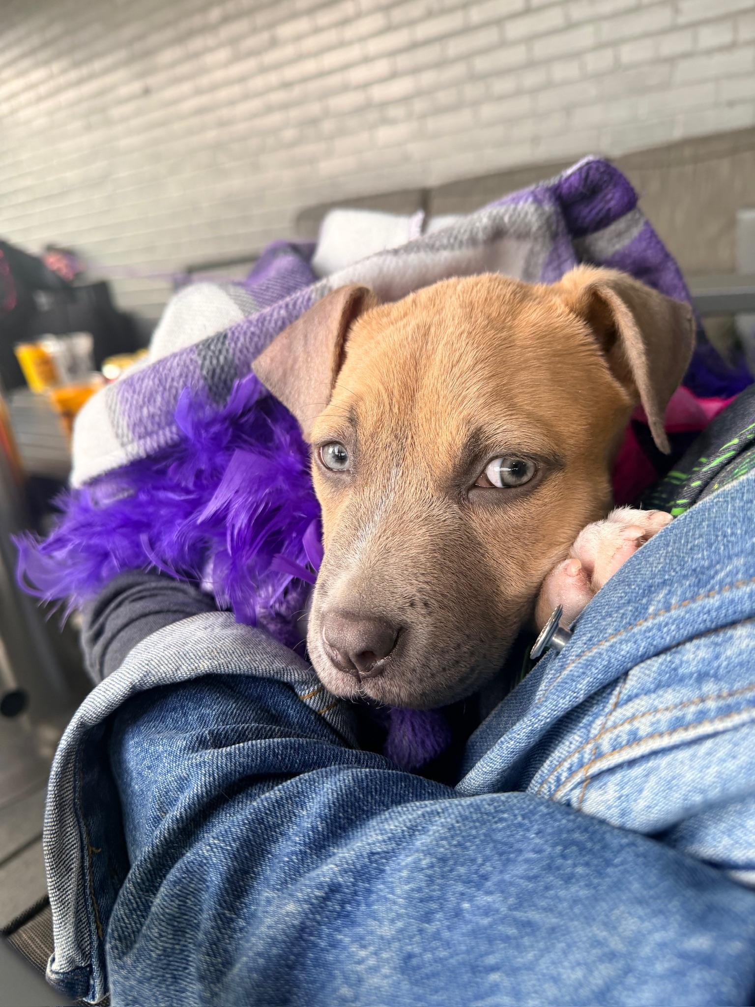 Enlarge Mitzi, a ADOPTABLE Mixed Breed in Memphis, TN image 1/6