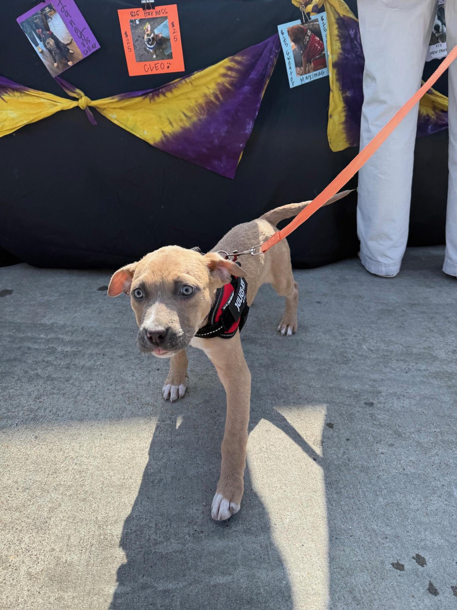 Enlarge Mitzi, a ADOPTABLE Mixed Breed in Memphis, TN image 3/6