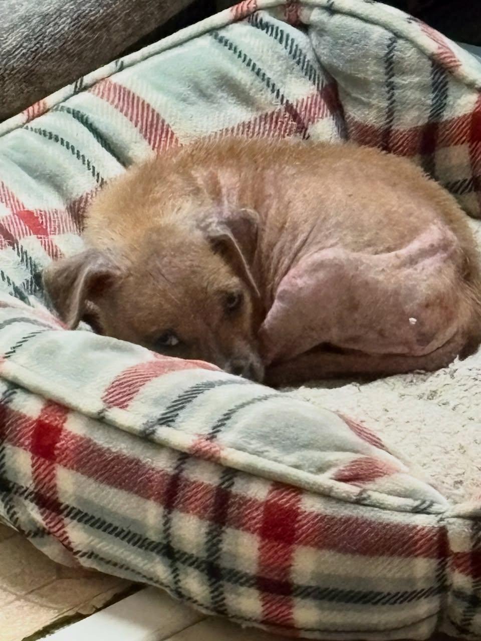 Mitzi, a ADOPTABLE Mixed Breed in Memphis, TN image 5/5