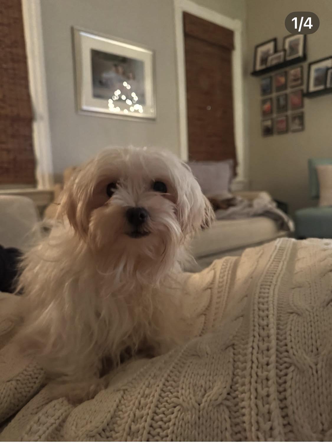 Snowball thumbnail 2