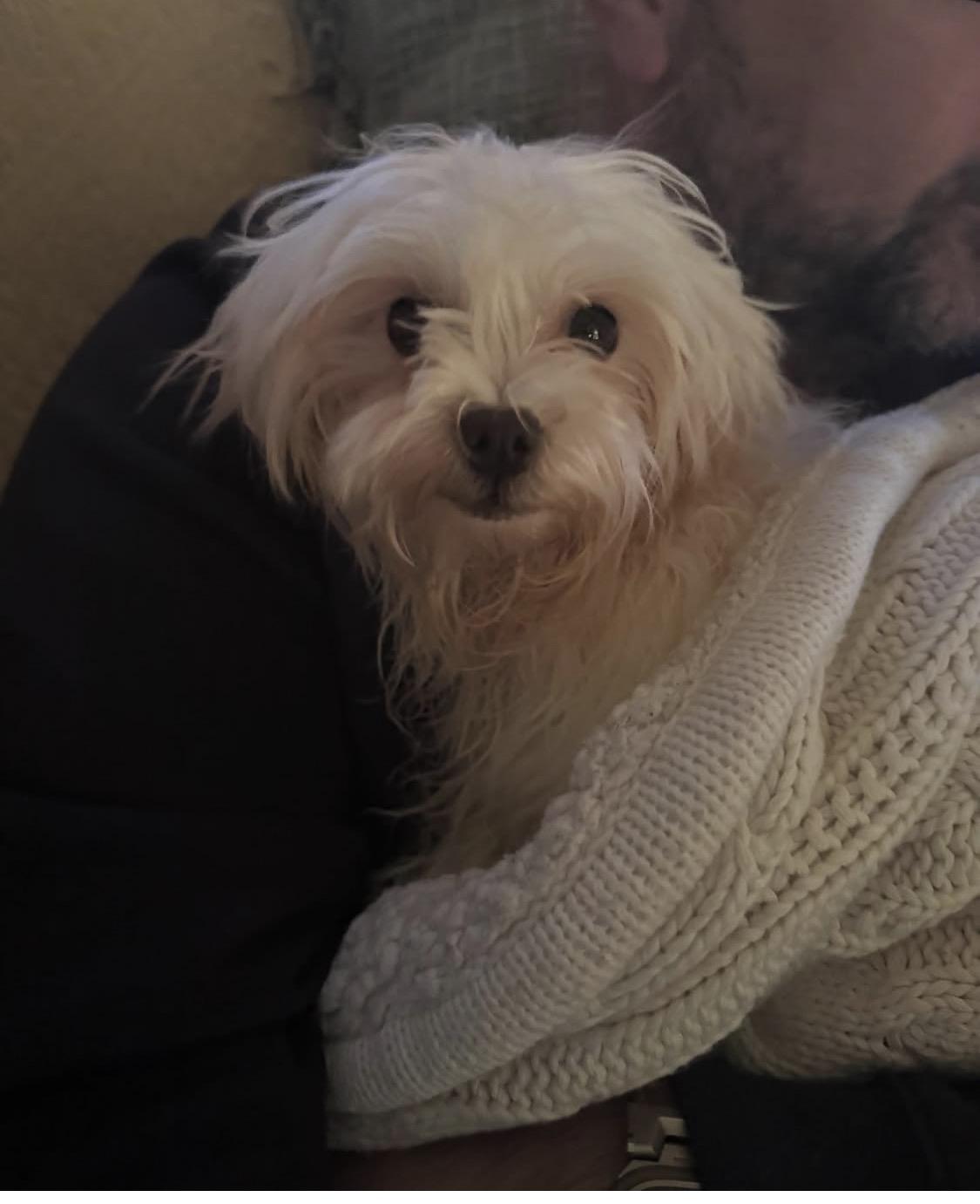 Snowball thumbnail 3