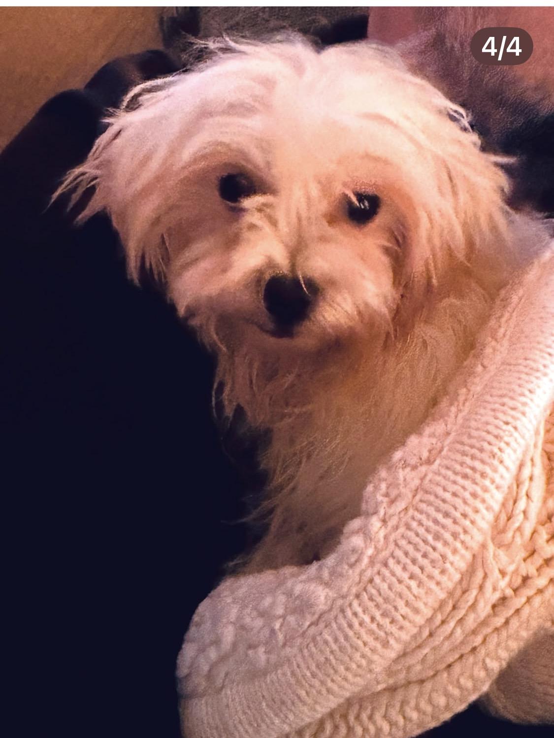 Snowball thumbnail 4