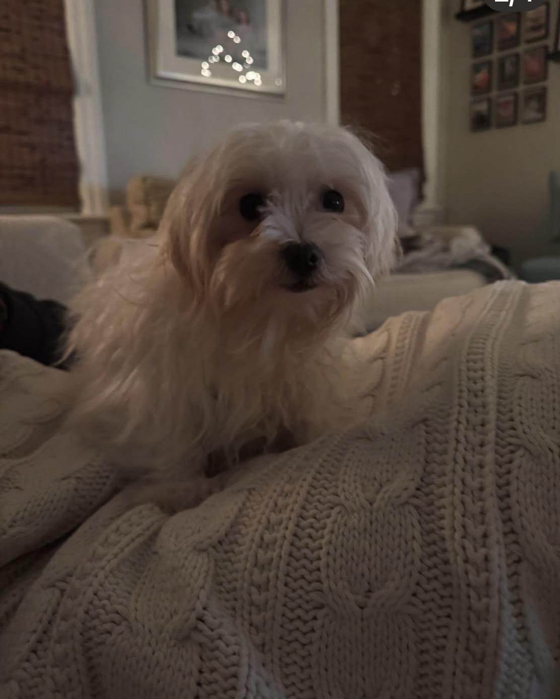 Snowball thumbnail 5