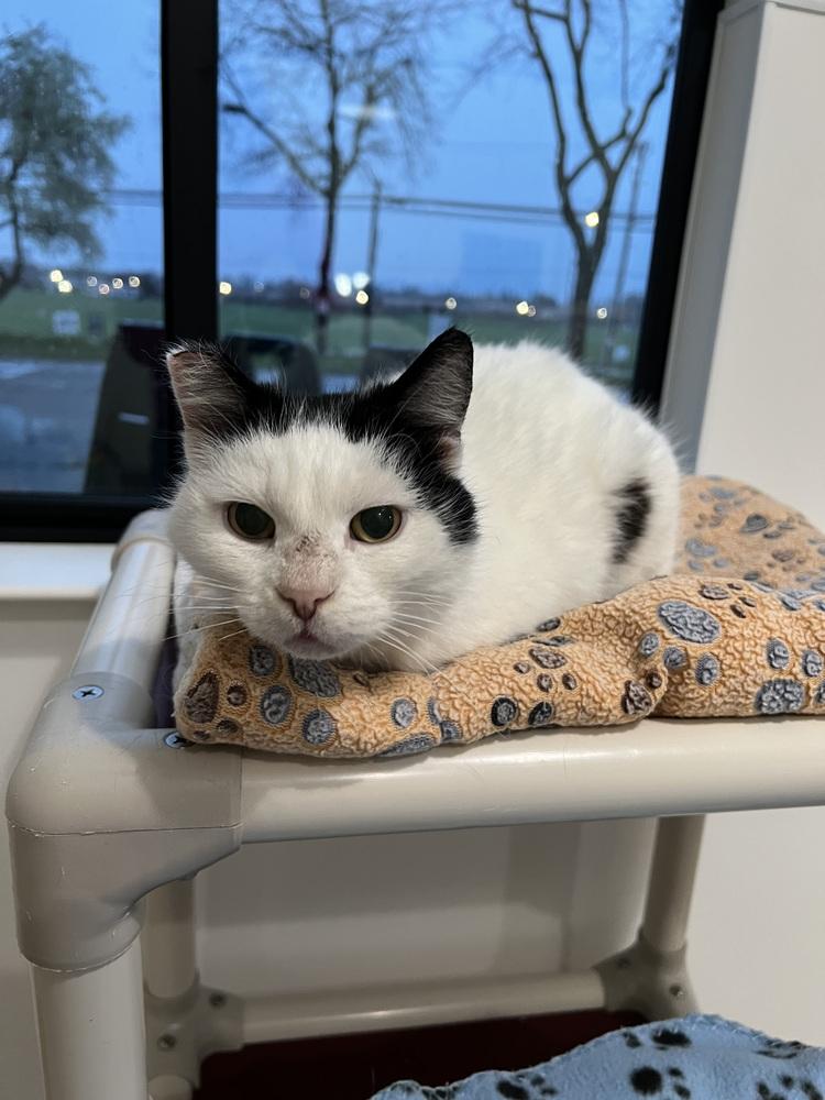 Ms. Crumbles, Adoptable, Senior Female Domestic Short Hair.