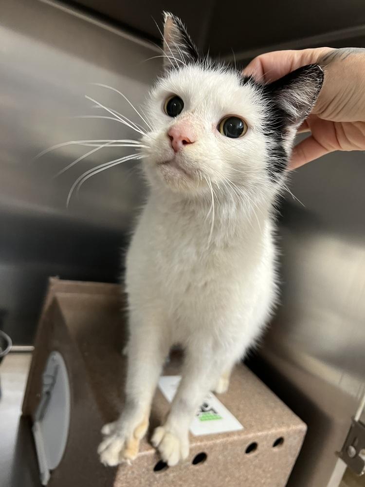 Enlarge Ms. Crumbles, a Adoptable Domestic Short Hair in Oakdale, CA image 2/5