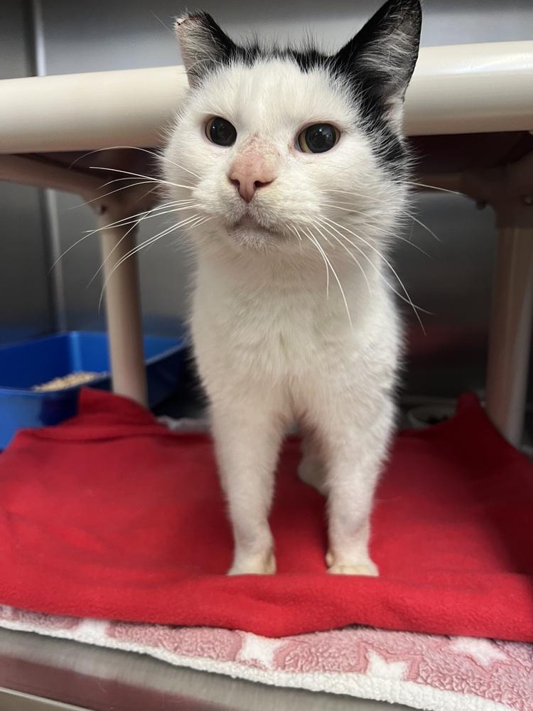 Enlarge Ms. Crumbles, a Adoptable Domestic Short Hair in Oakdale, CA image 3/5