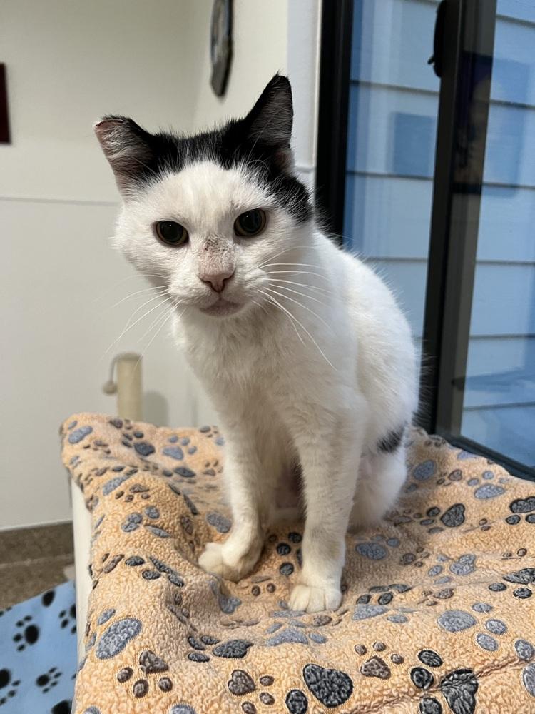 Enlarge Ms. Crumbles, a Adoptable Domestic Short Hair in Oakdale, CA image 4/5