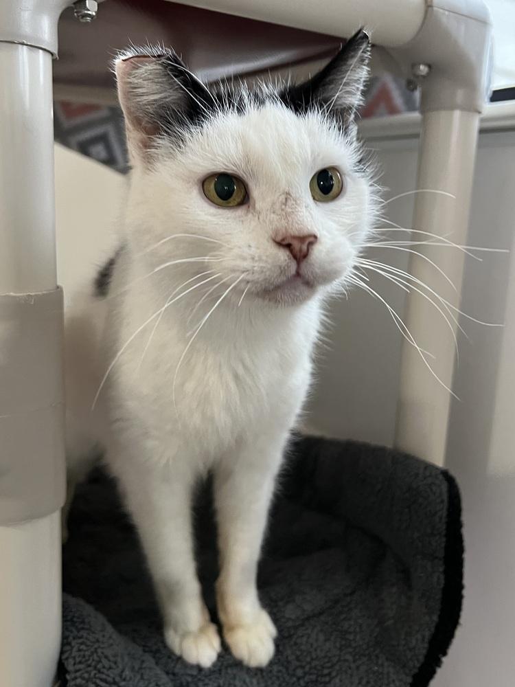 Enlarge Ms. Crumbles, a Adoptable Domestic Short Hair in Oakdale, CA image 5/5