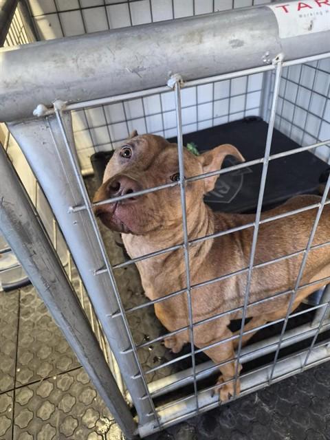 ROOT, Adoptable, Young Male Pit Bull Terrier & Mixed Breed.