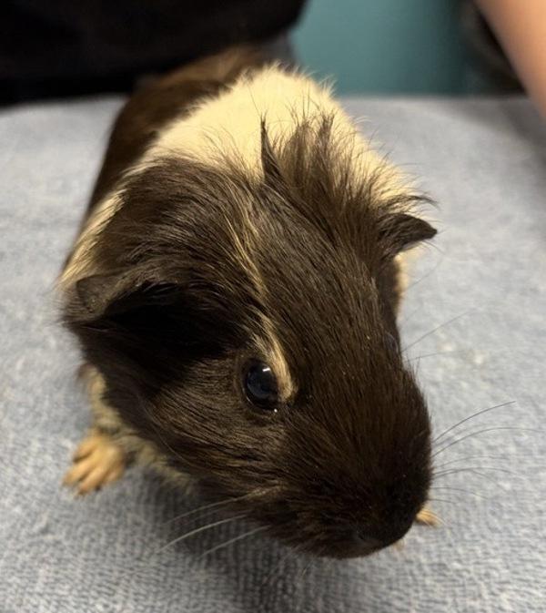 Bamboo, Adoptable, Baby Female Guinea Pig.