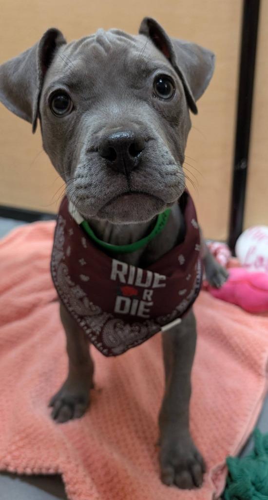 Lima, Adoptable, Puppy Female Mixed Breed.