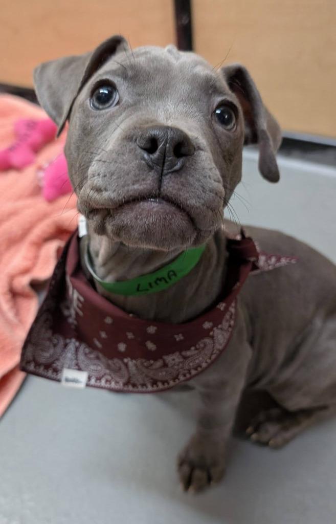 Enlarge Lima, a Adoptable mixed breed in Warren, MI image 2/6