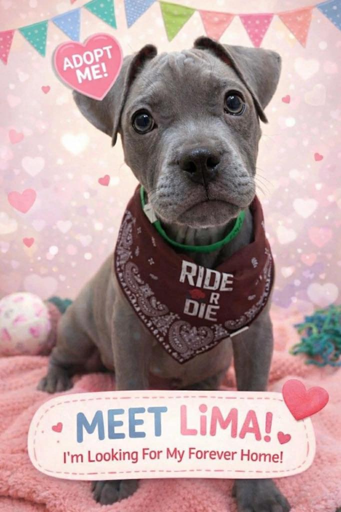 Enlarge Lima, a Adoptable mixed breed in Warren, MI image 4/6