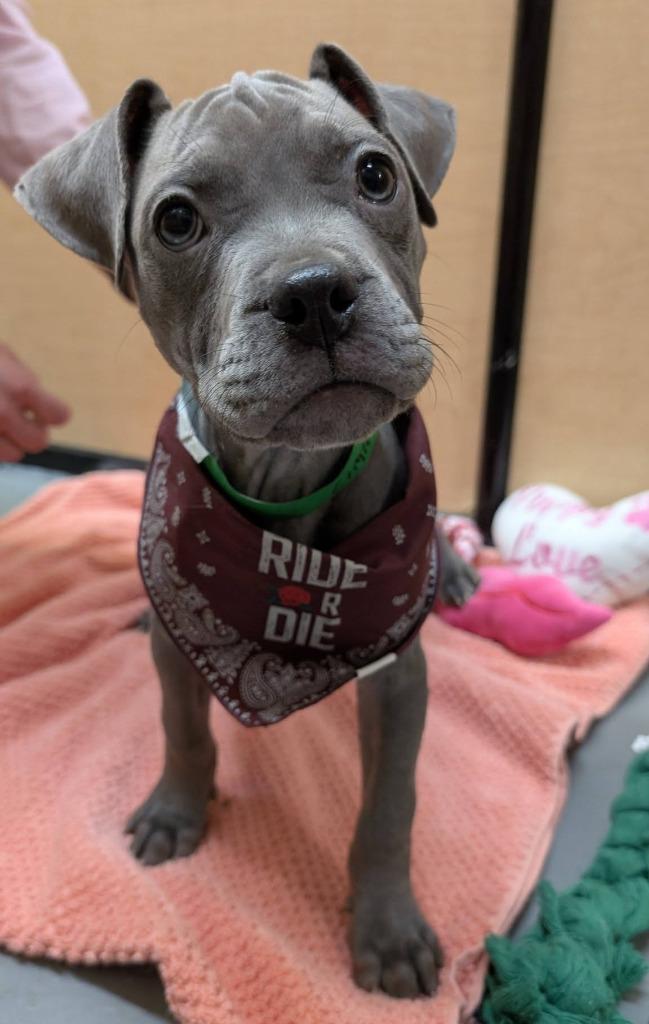 Enlarge Lima, a Adoptable mixed breed in Warren, MI image 6/6