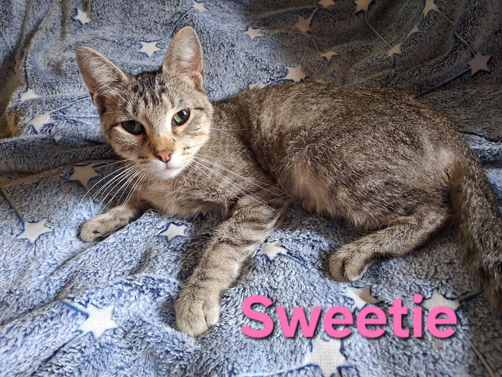Sweetie, Adoptable, Adult Female Domestic Short Hair.