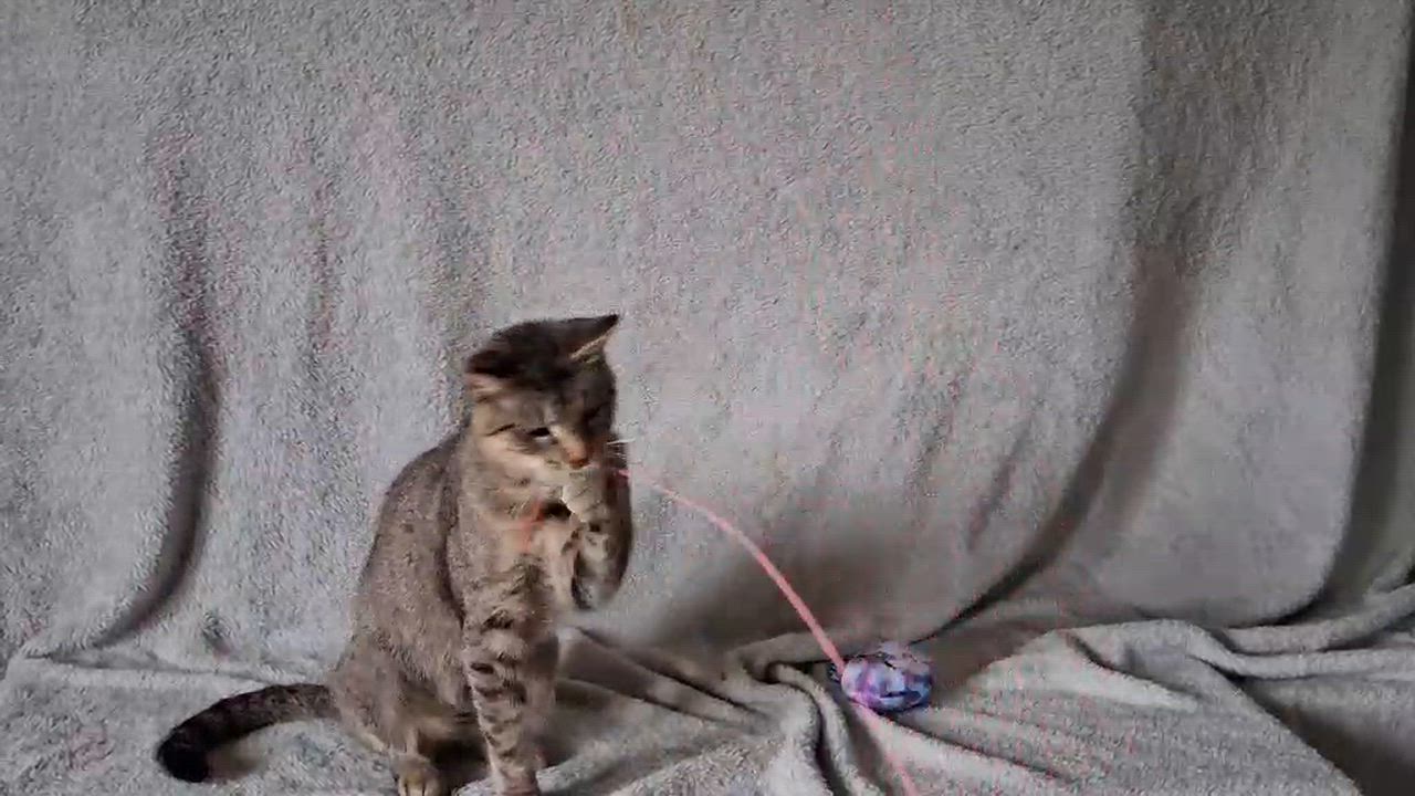 Enlarge Sweetie, a Adoptable Domestic Short Hair in Peoria, IL video 2/2