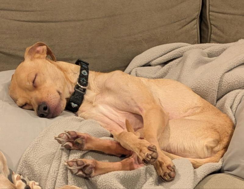 Peanut Butter, Adoptable, Adult Male Chihuahua & Dachshund.