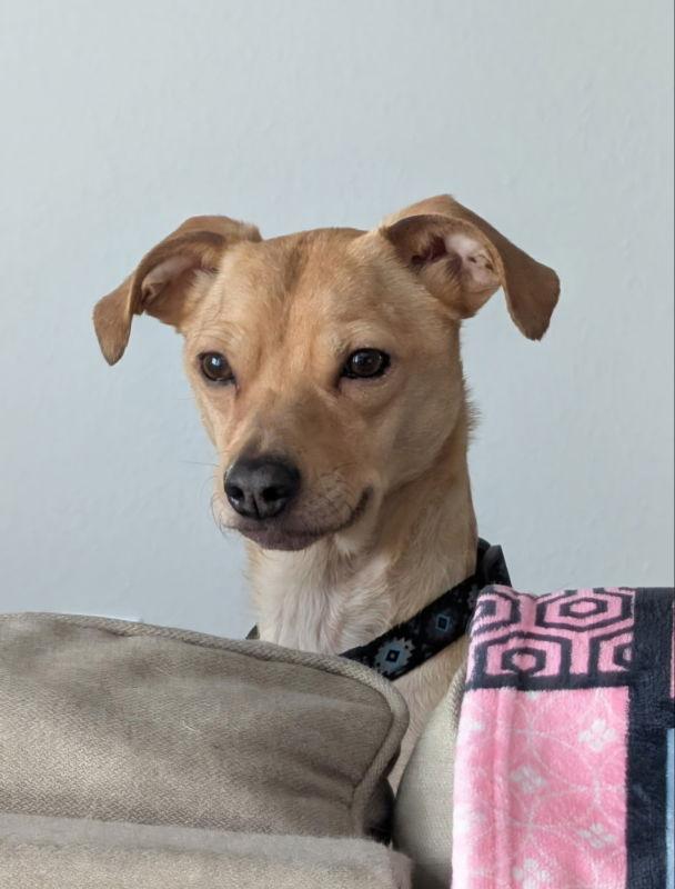 Peanut Butter, a Adoptable mixed breed in House Springs, MO image 2/3