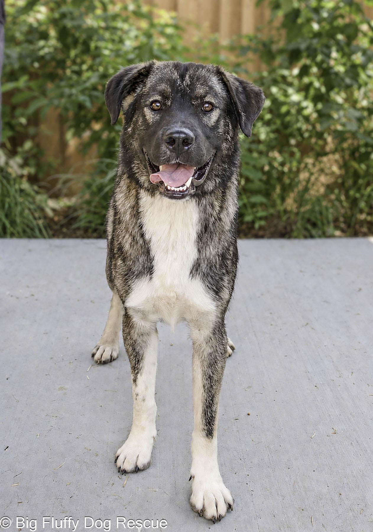 Enlarge Julian, a Adopted mixed breed in Nashville, TN image 2/4