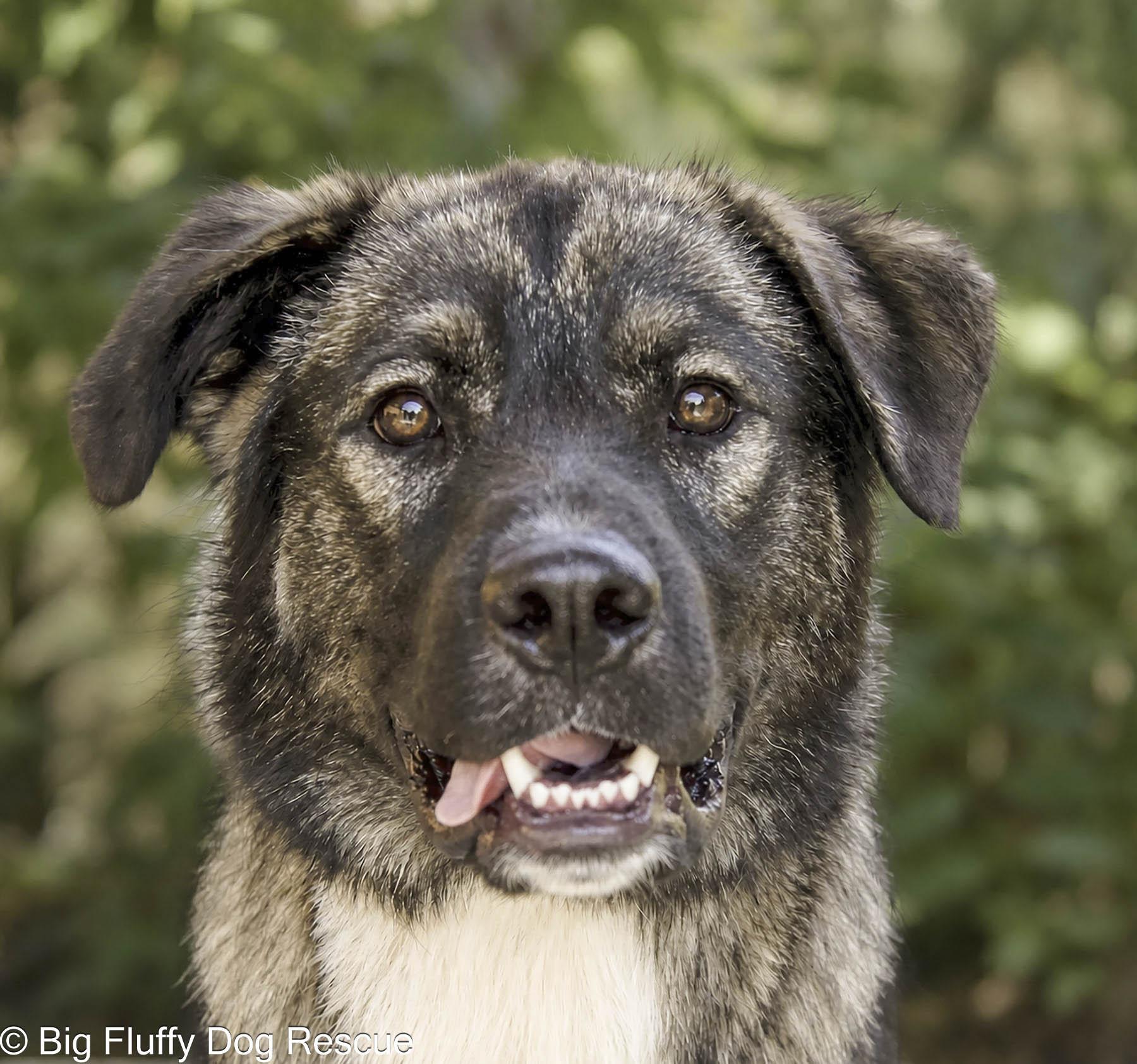 Enlarge Julian, a Adopted mixed breed in Nashville, TN image 1/4