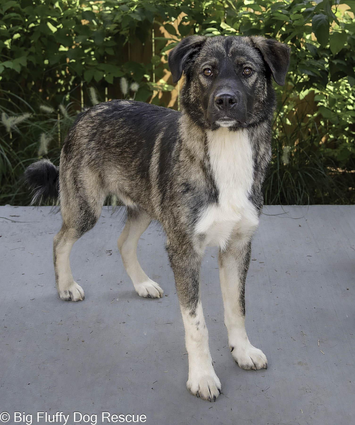 Enlarge Julian, a Adopted mixed breed in Nashville, TN image 3/4